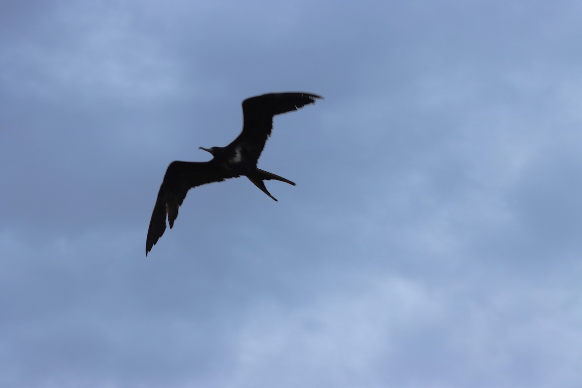 Lesser Frigatebird - ML616420165