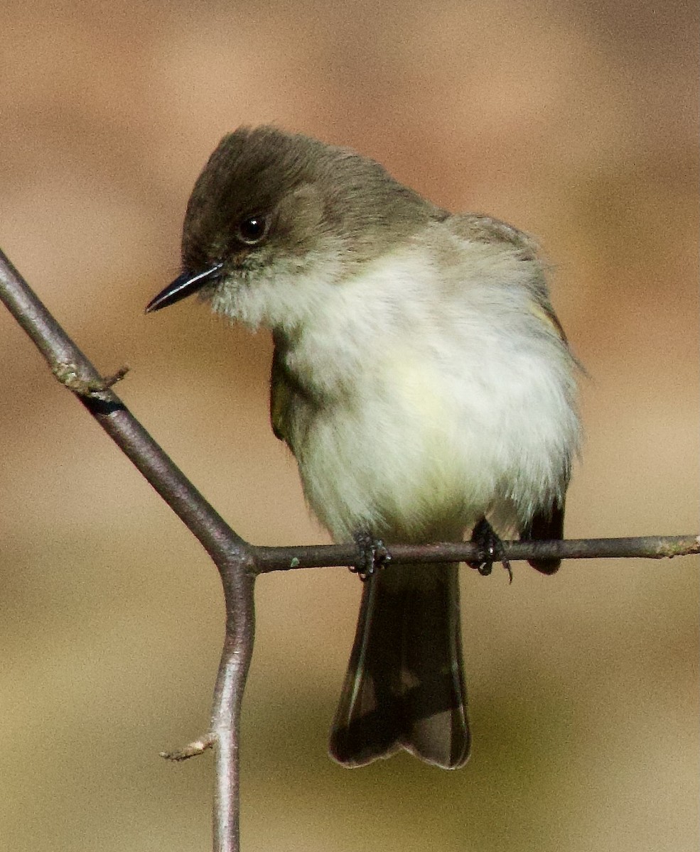 Eastern Phoebe - ML616420185