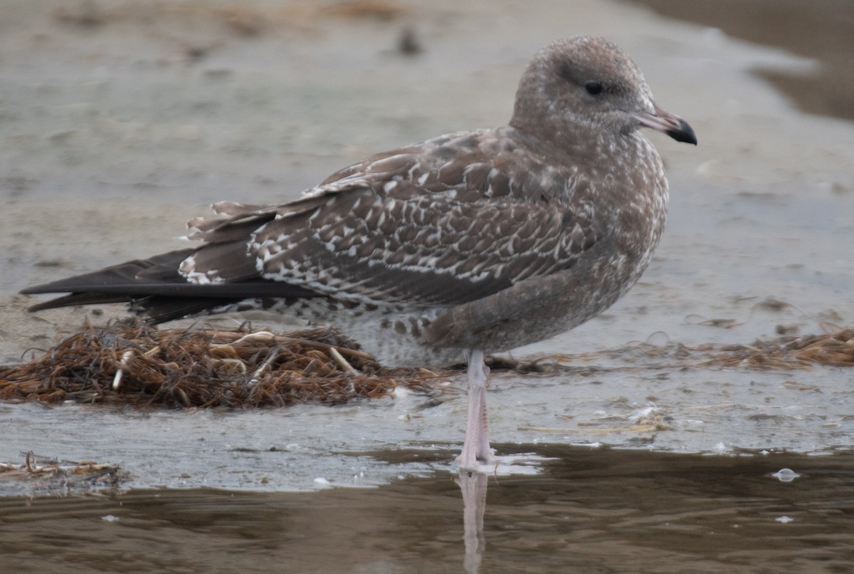 California Gull - ML616420291