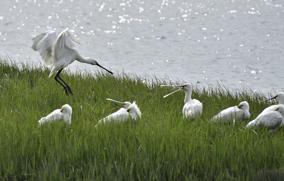 Eurasian Spoonbill - ML616420294