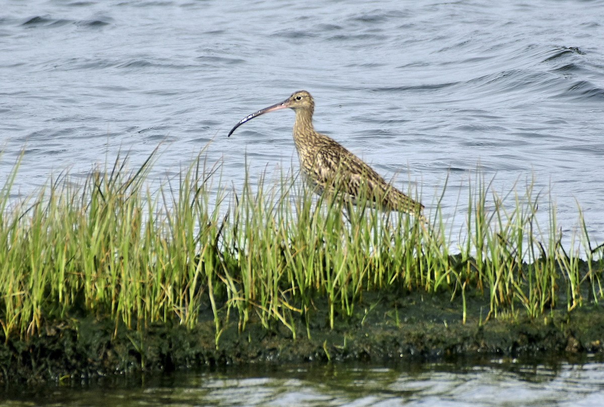 Whimbrel - ML616420314