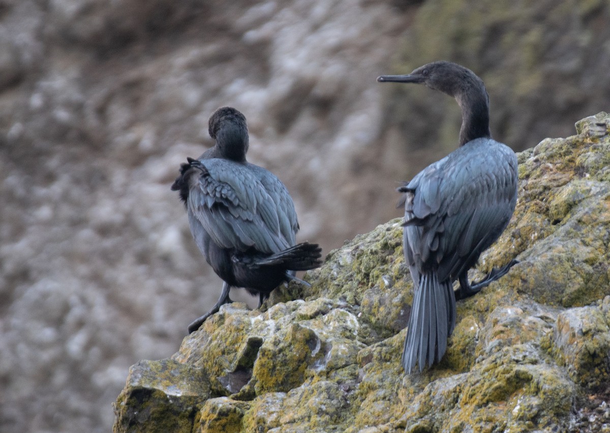 Pelagic Cormorant - ML616420317