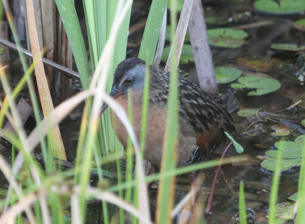 Virginia Rail - ML616420326