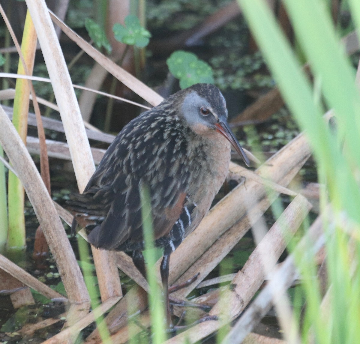 Virginia Rail - ML616420327