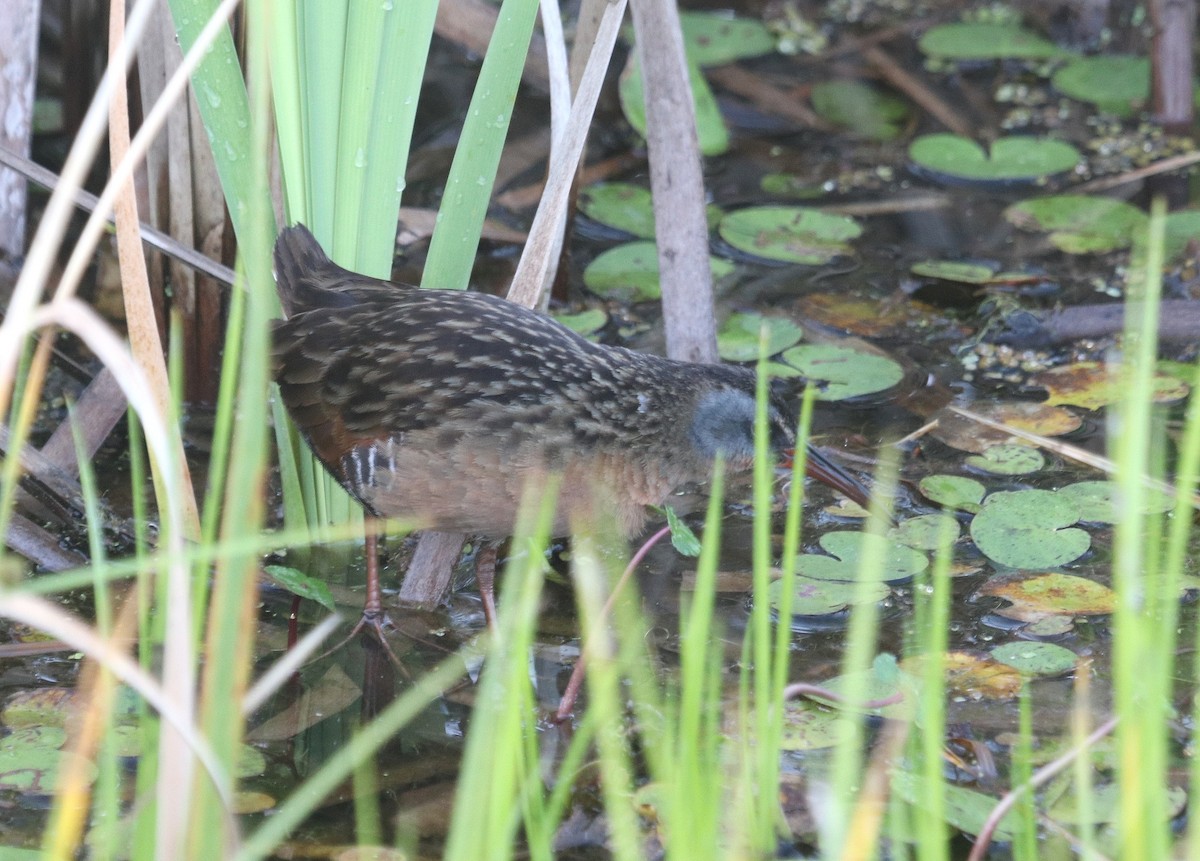 Virginia Rail - ML616420329