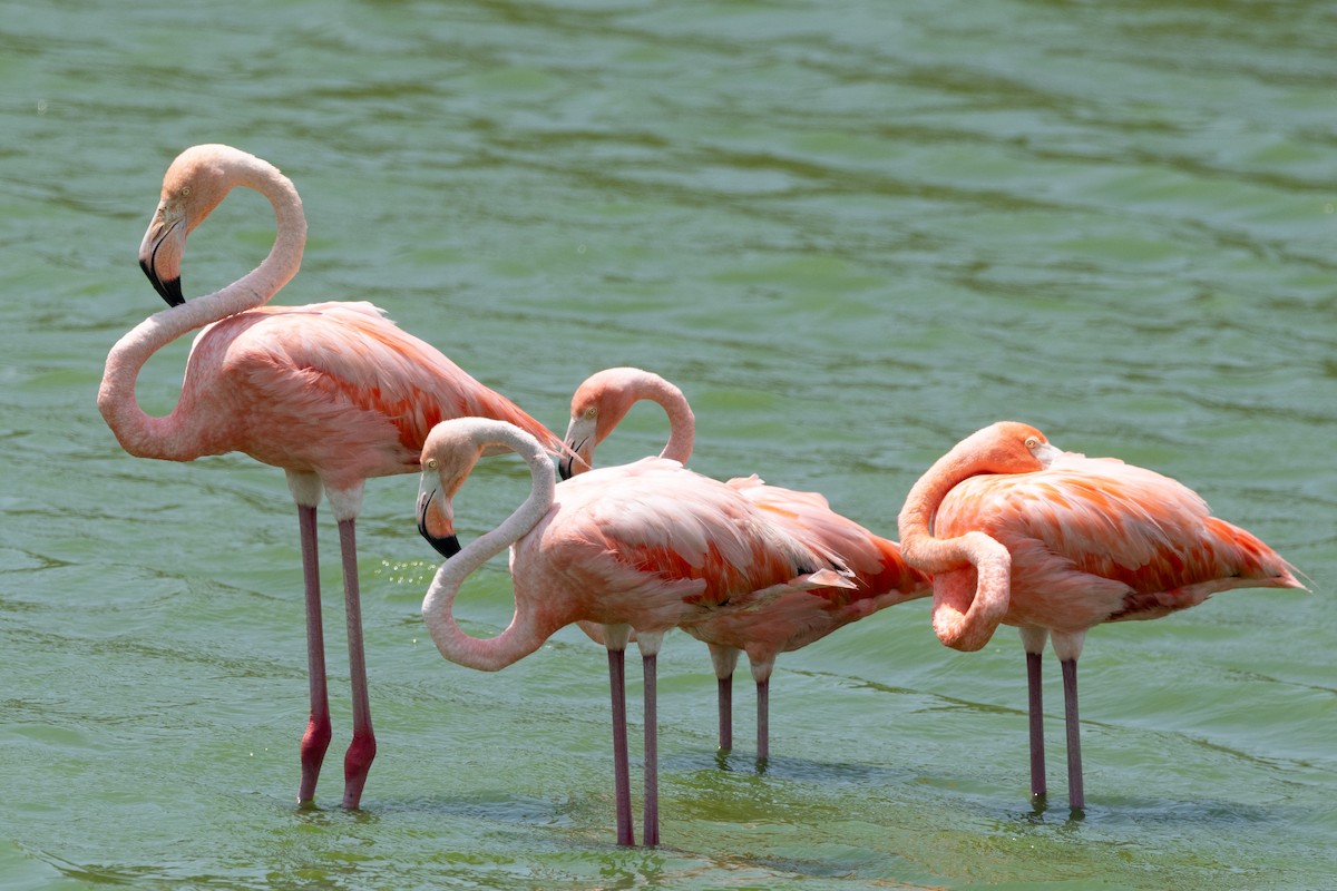 American Flamingo - ML616420386