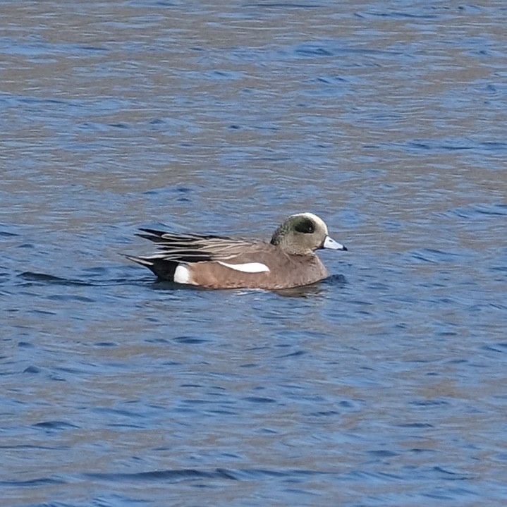 American Wigeon - ML616420438