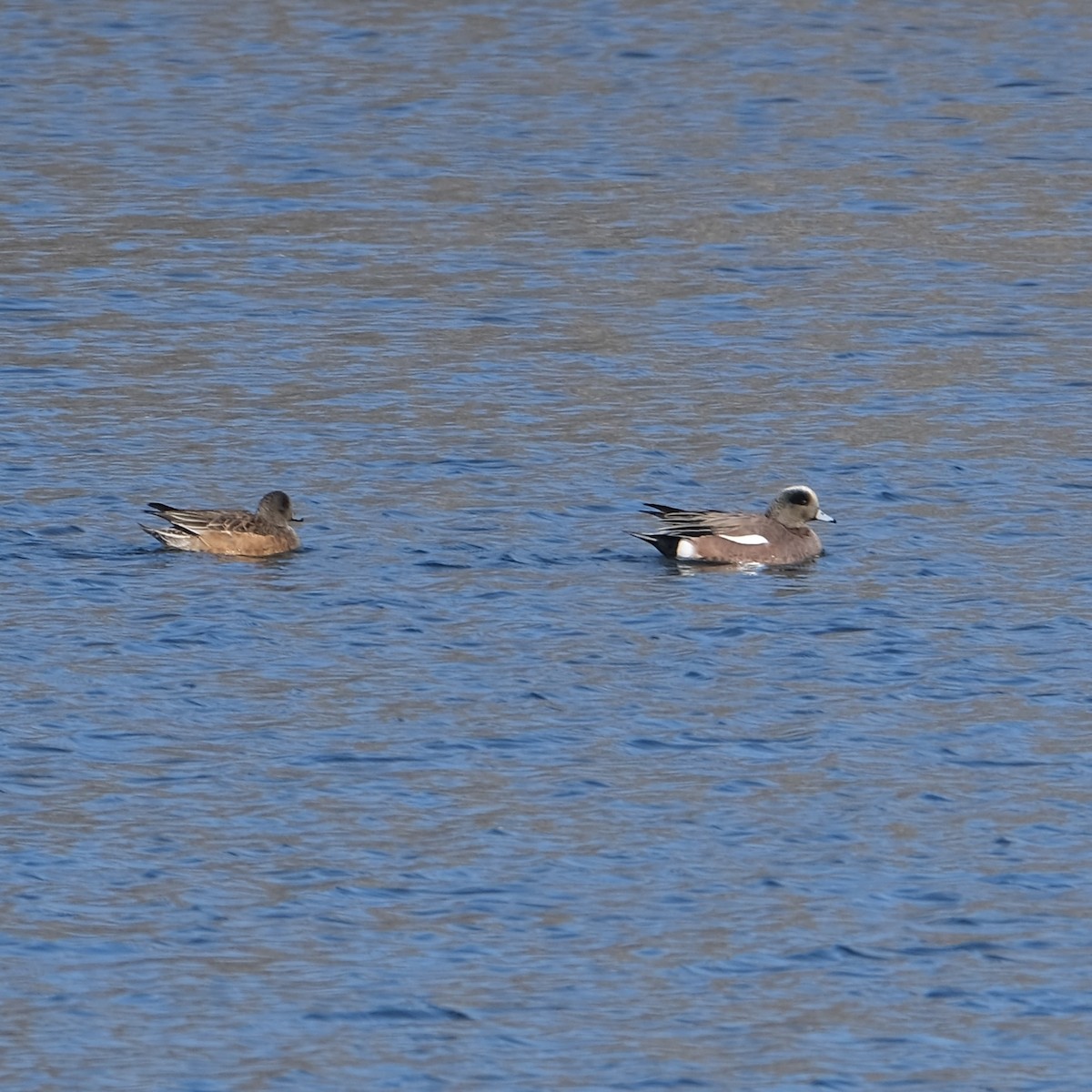 American Wigeon - ML616420439