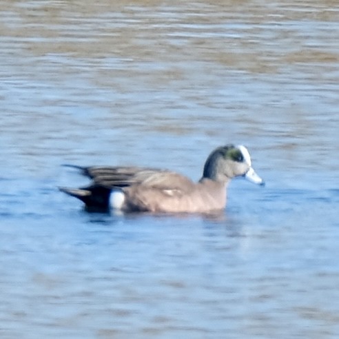 American Wigeon - ML616420478