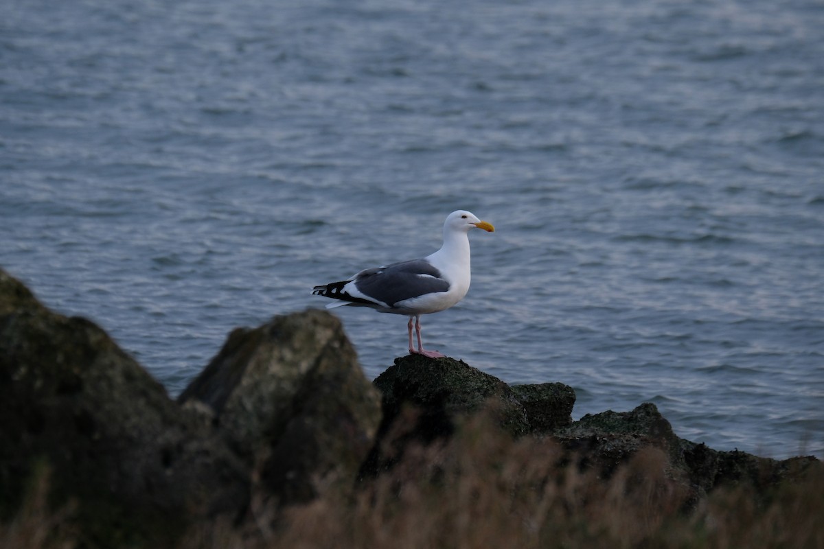 Western Gull - ML616420482