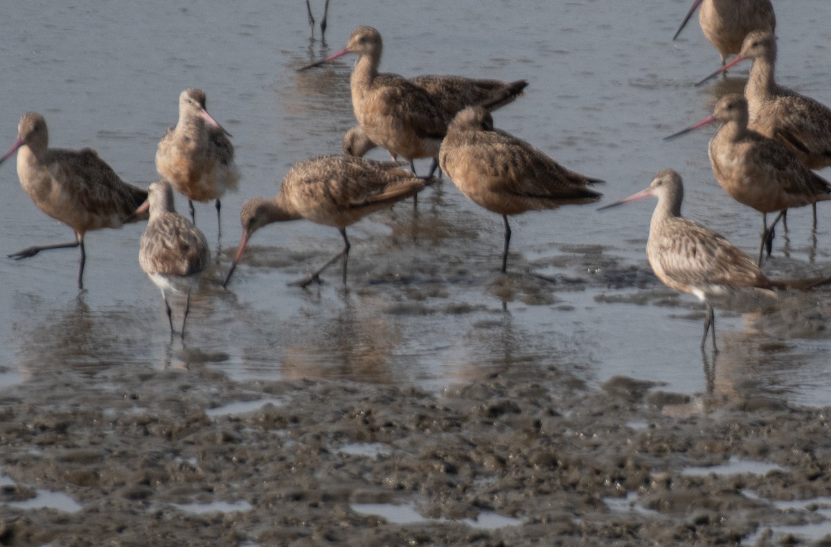 Bar-tailed Godwit - ML616420512