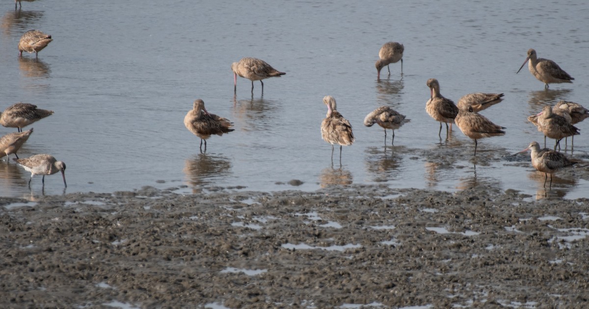 Bar-tailed Godwit - ML616420518