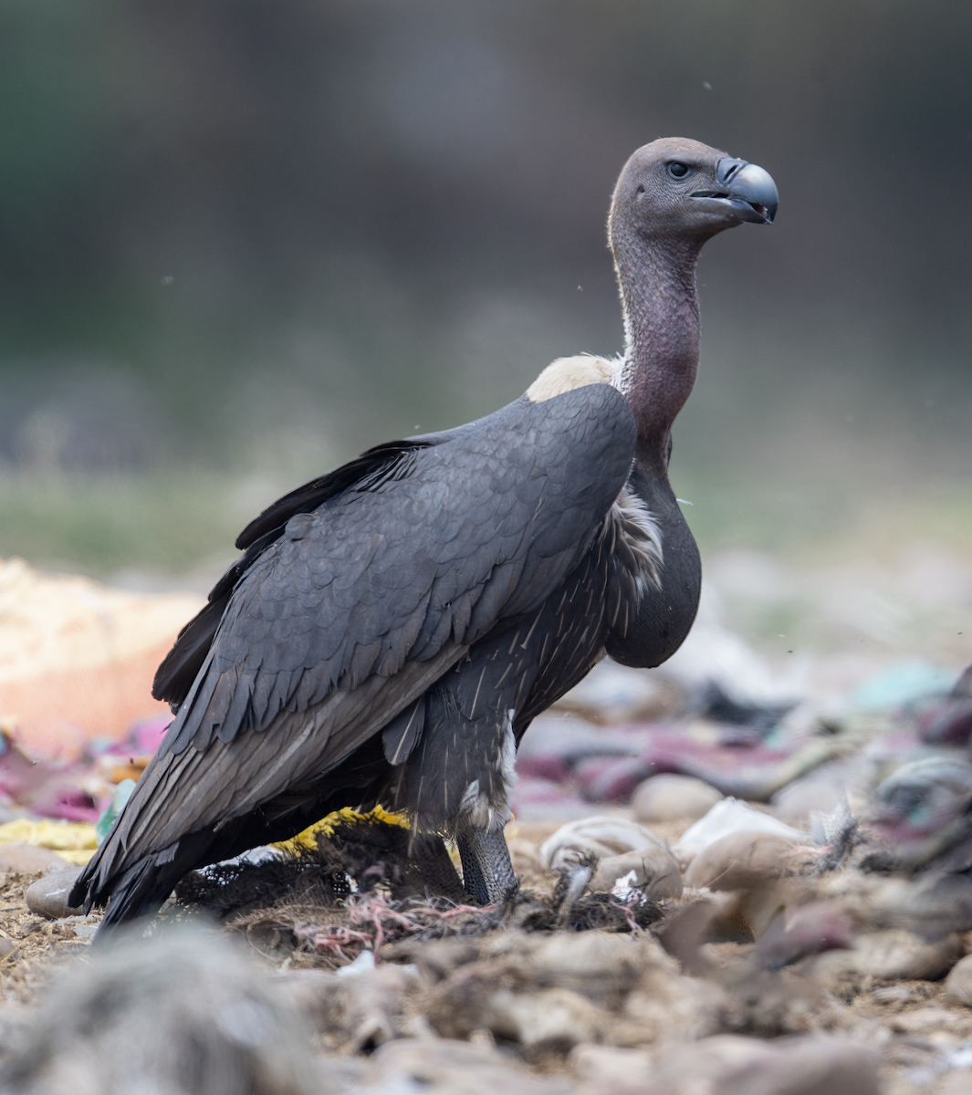 White-rumped Vulture - Parmil Kumar
