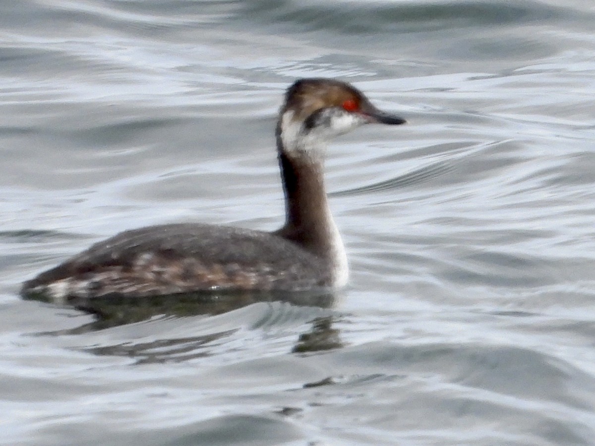 Horned Grebe - ML616420572