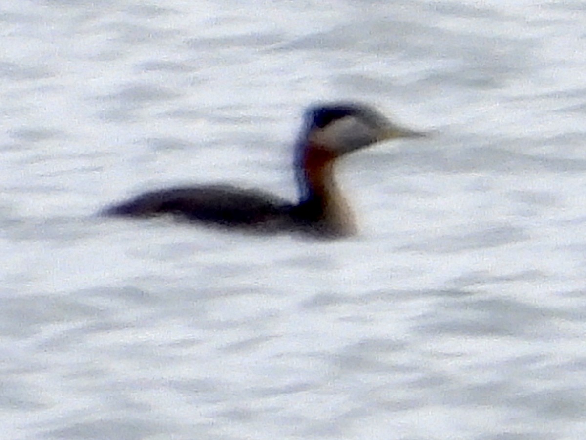 Red-necked Grebe - ML616420594