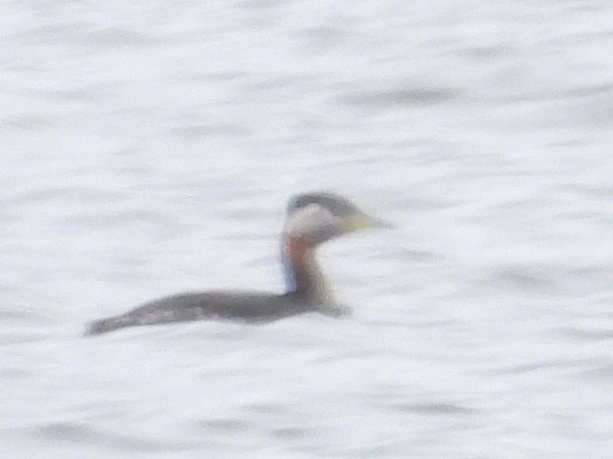 Red-necked Grebe - ML616420595