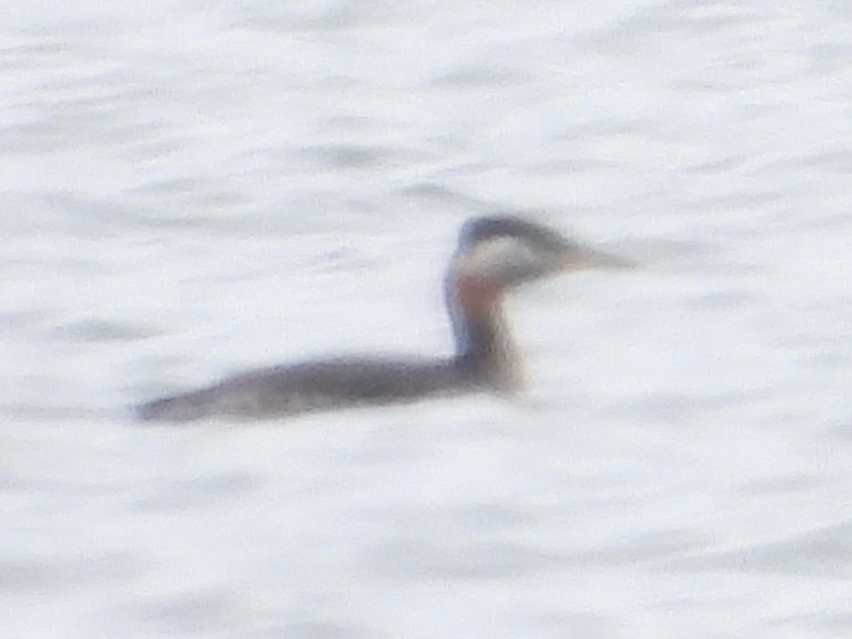 Red-necked Grebe - ML616420596