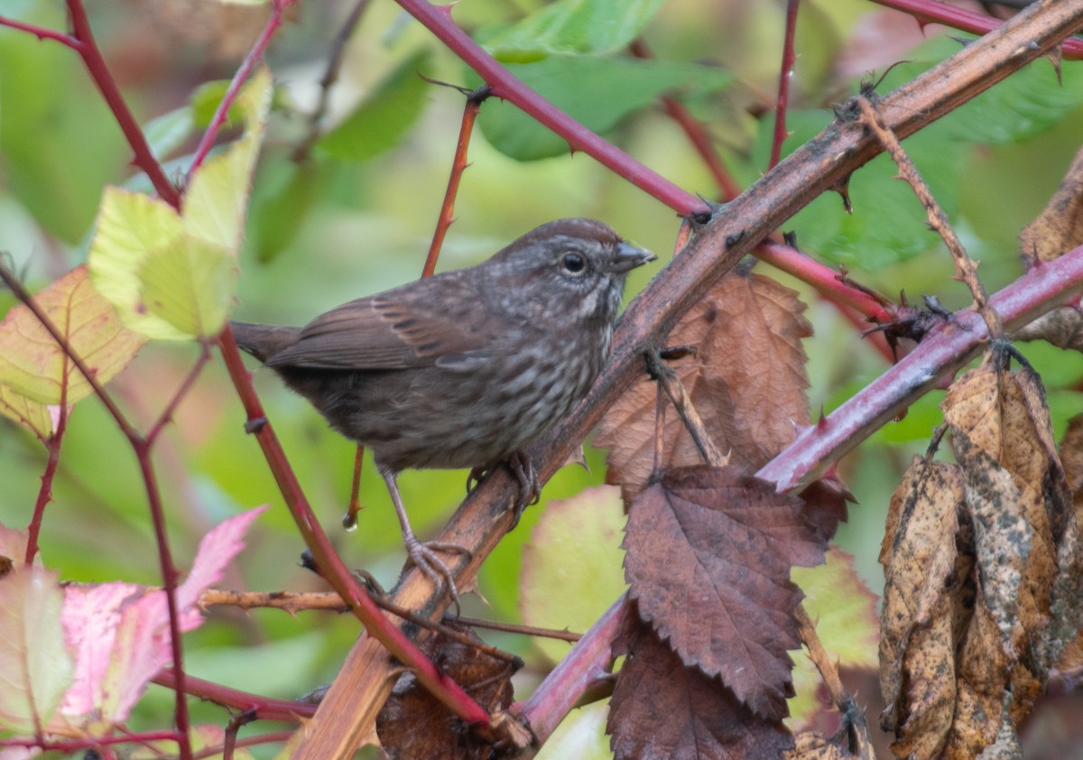 Song Sparrow - ML616420609