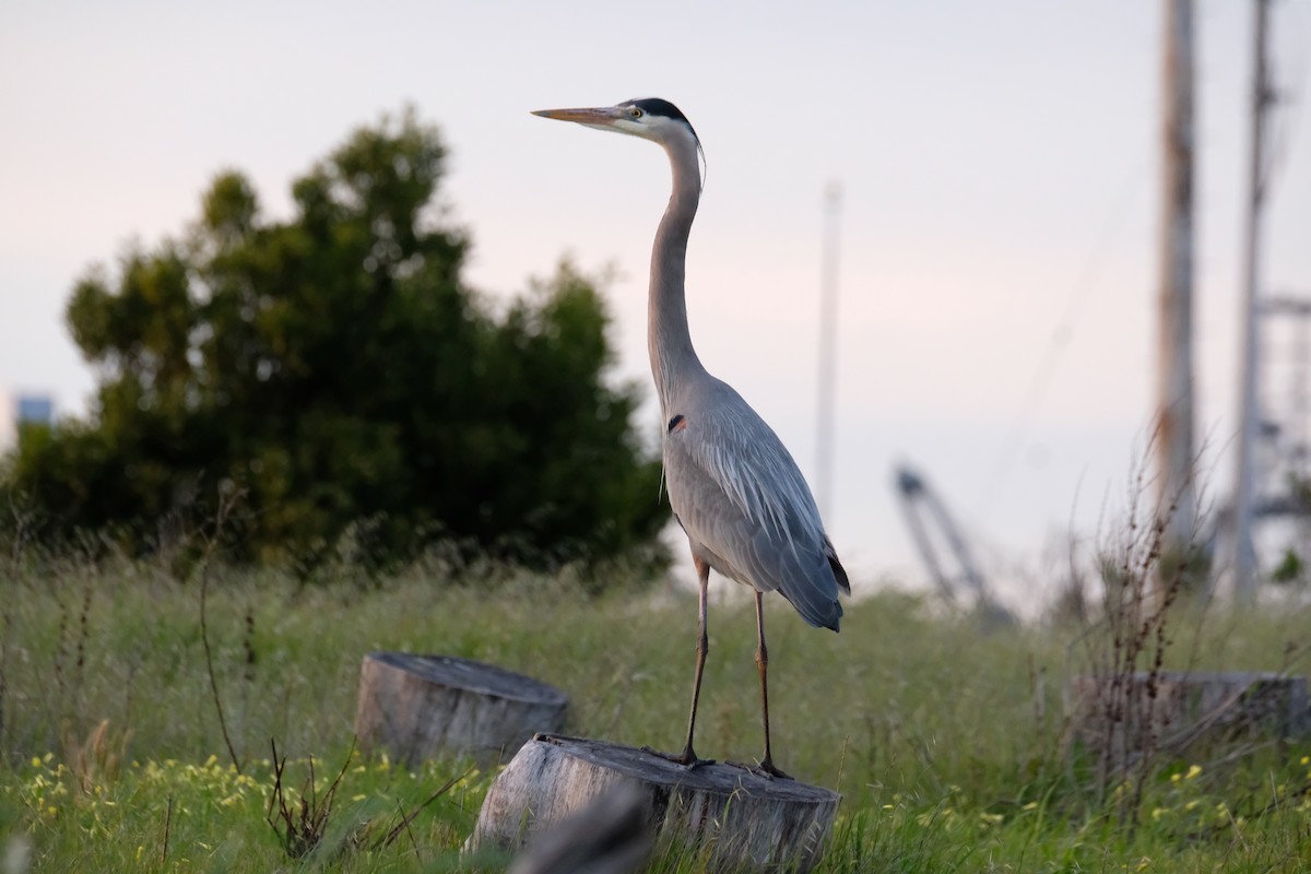 Great Blue Heron - ML616420611