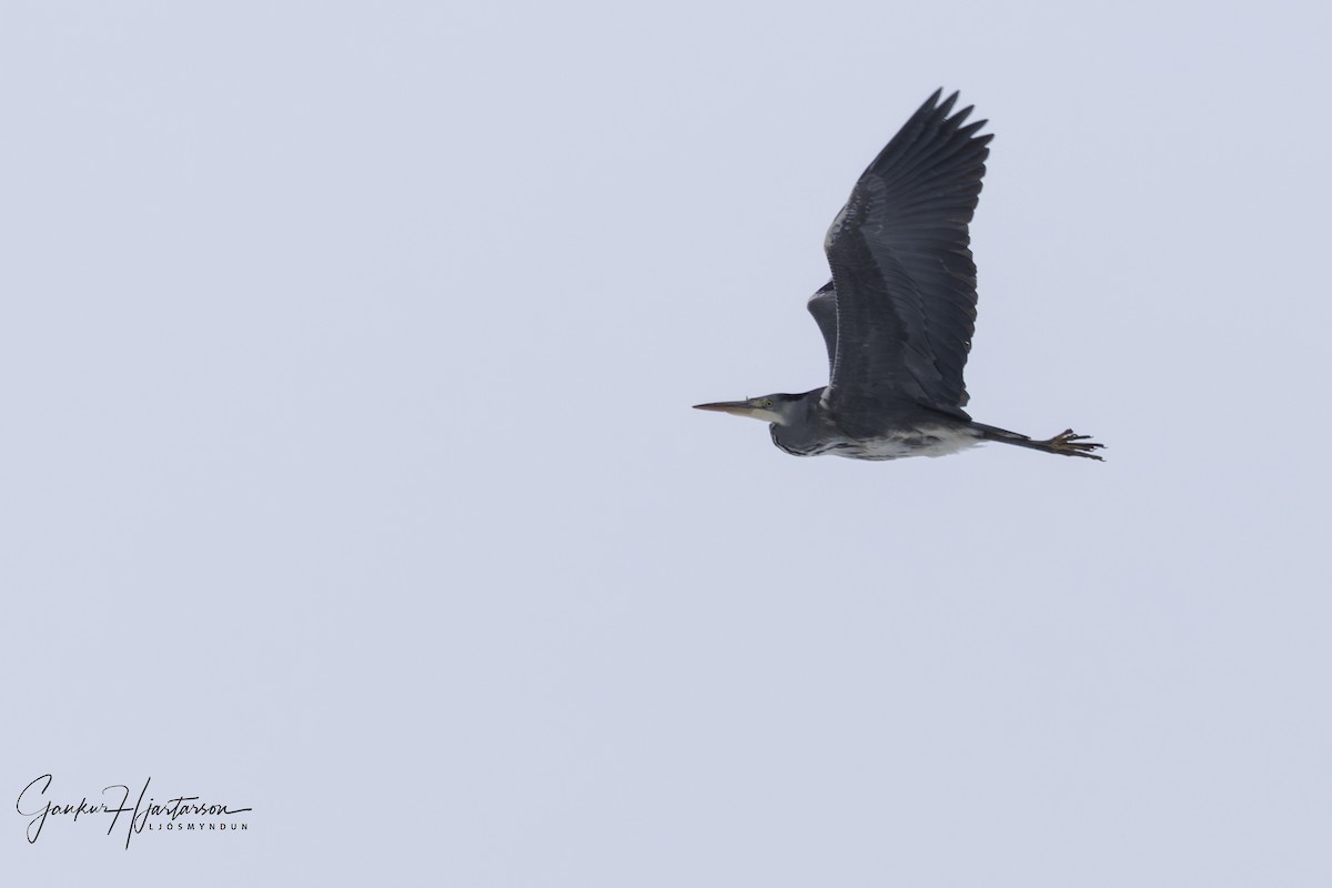 Gray Heron - Gaukur Hjartarson