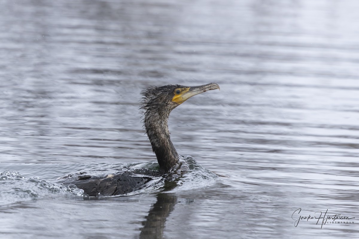 Great Cormorant (North Atlantic) - Gaukur Hjartarson