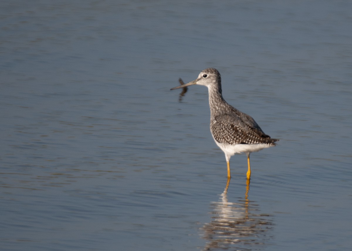 Greater Yellowlegs - ML616420677