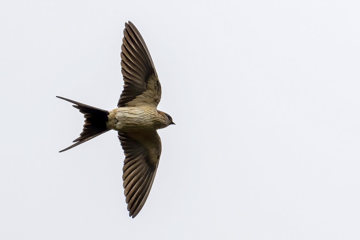 Eastern Red-rumped Swallow (Striated) - ML616420686