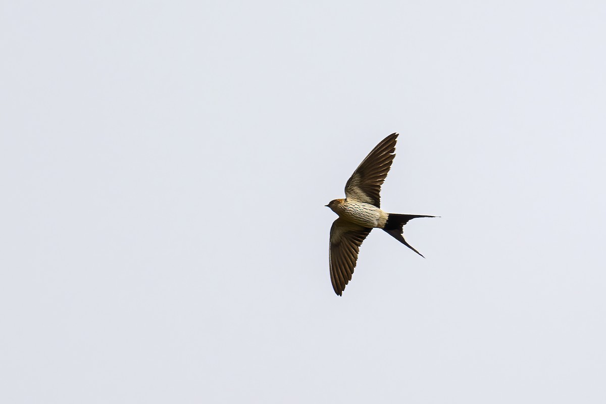 Eastern Red-rumped Swallow (Striated) - ML616420688