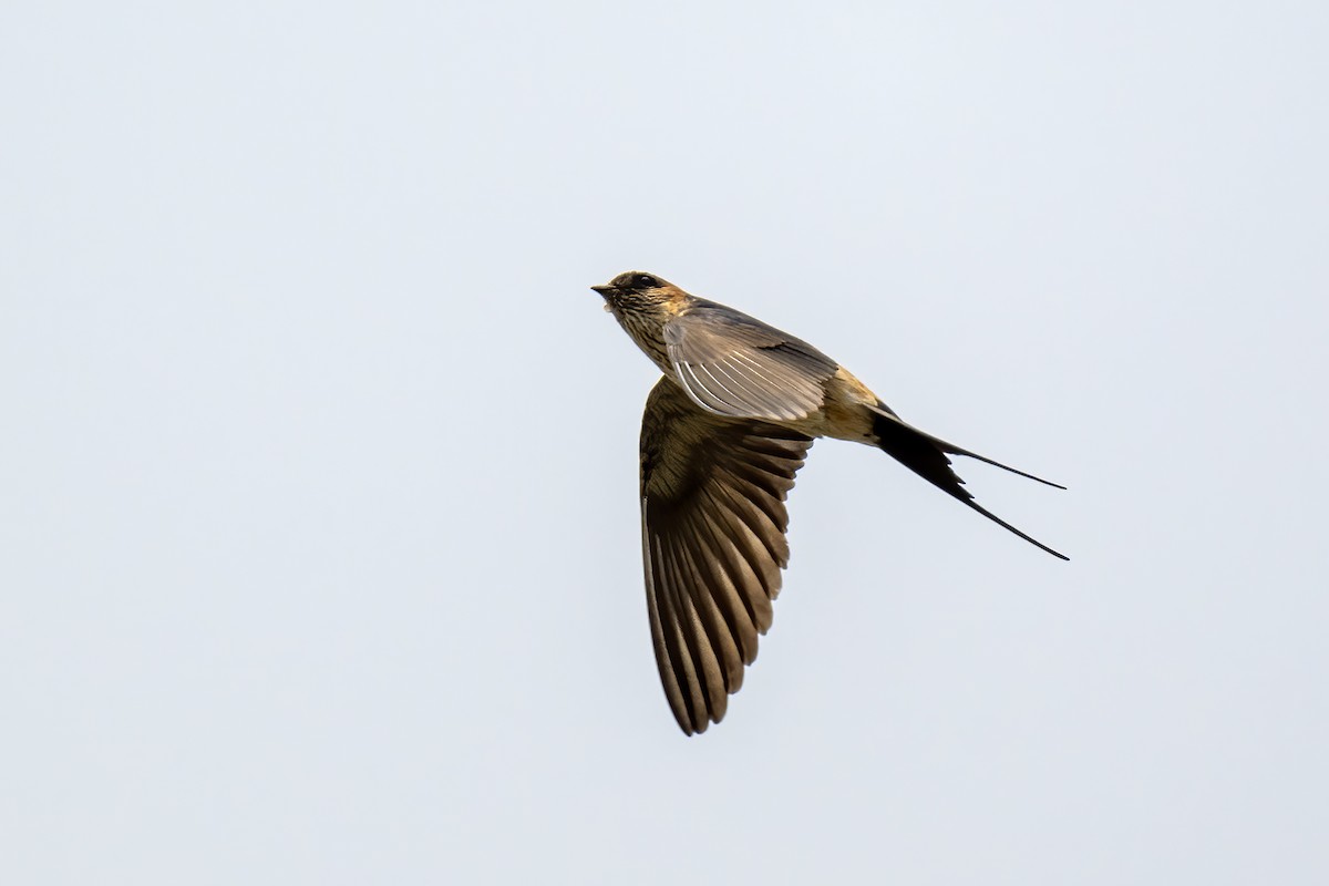 Eastern Red-rumped Swallow (Striated) - ML616420689