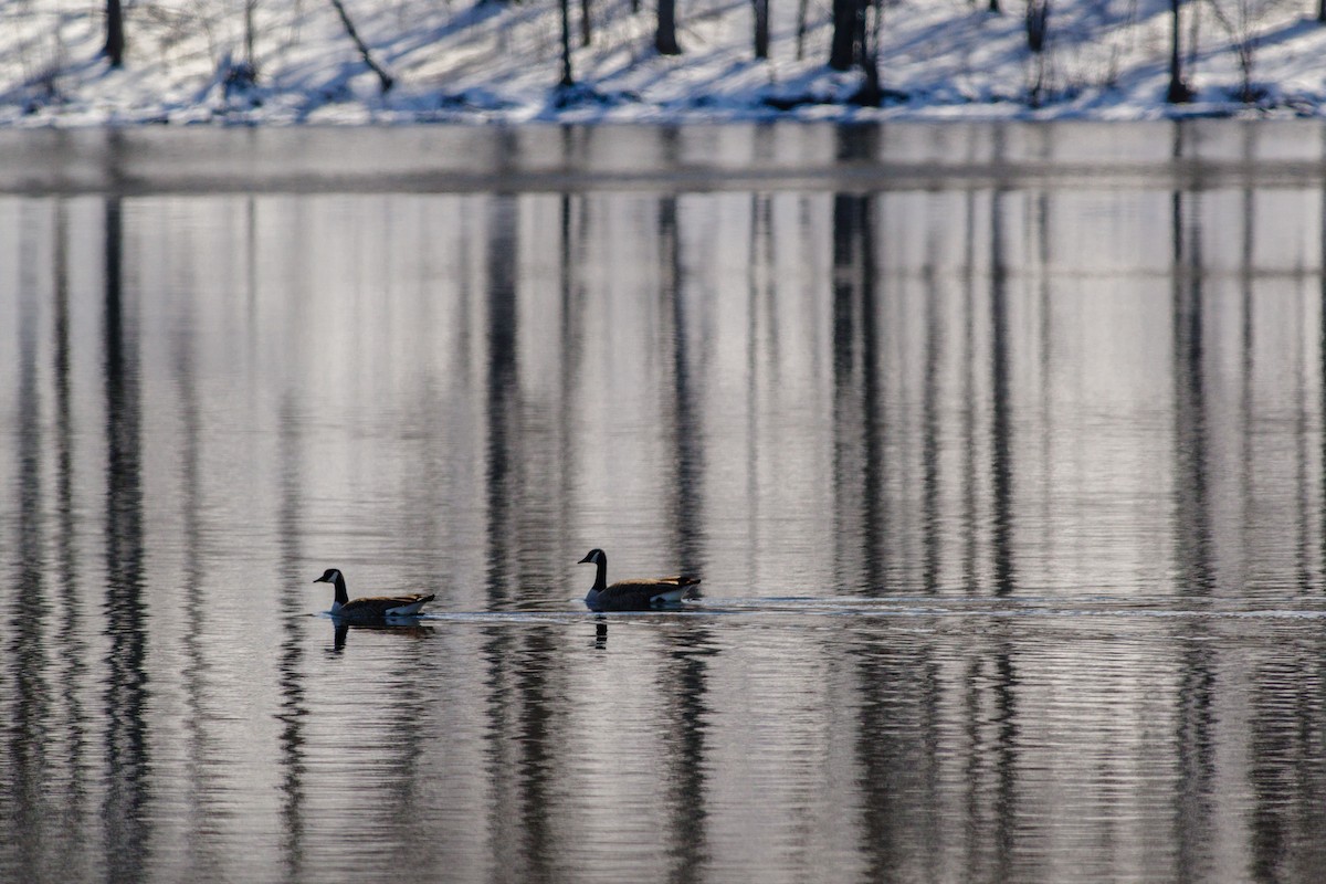 Canada Goose - ML616420732
