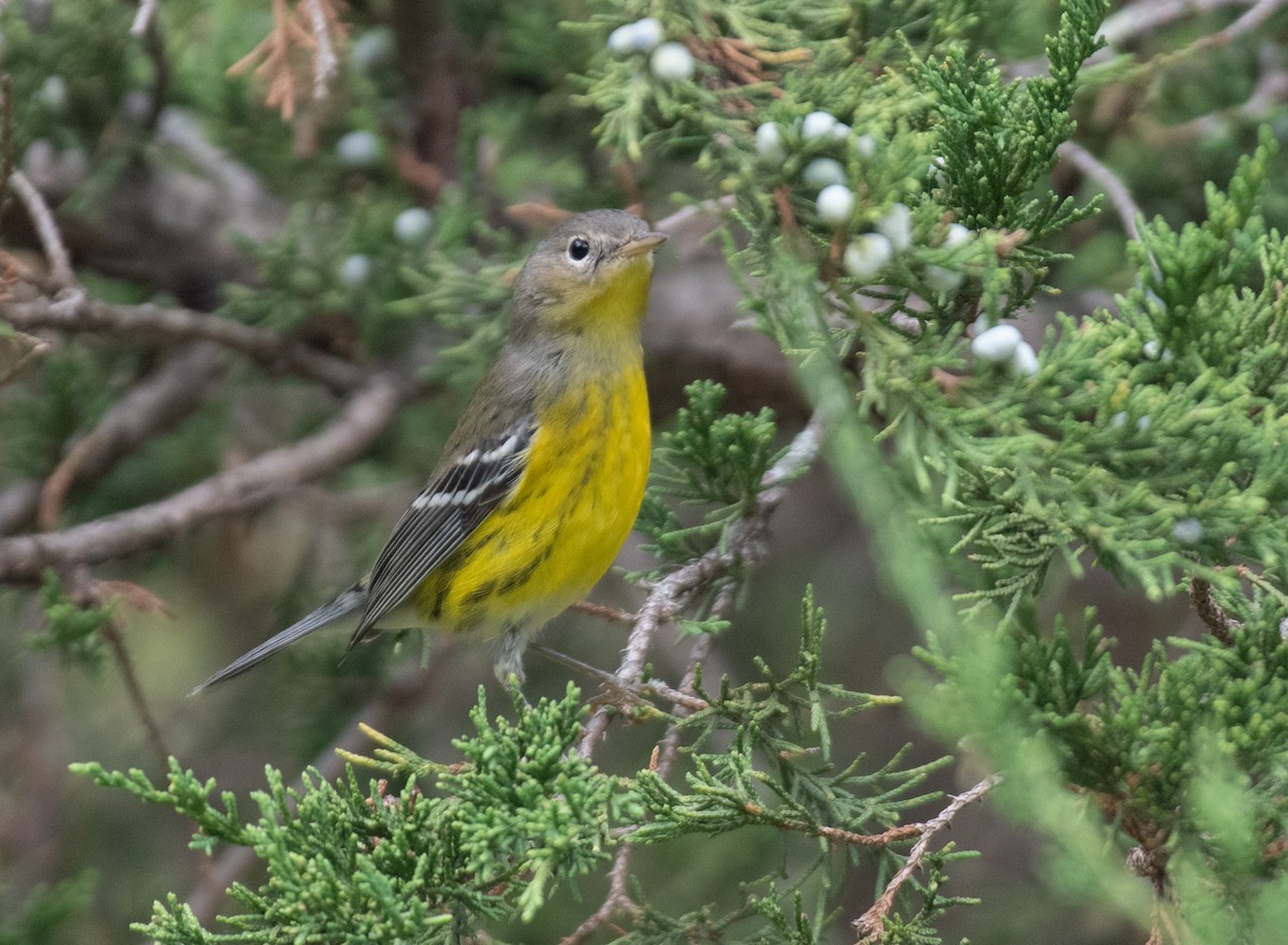 Magnolia Warbler - Ryan Andrews