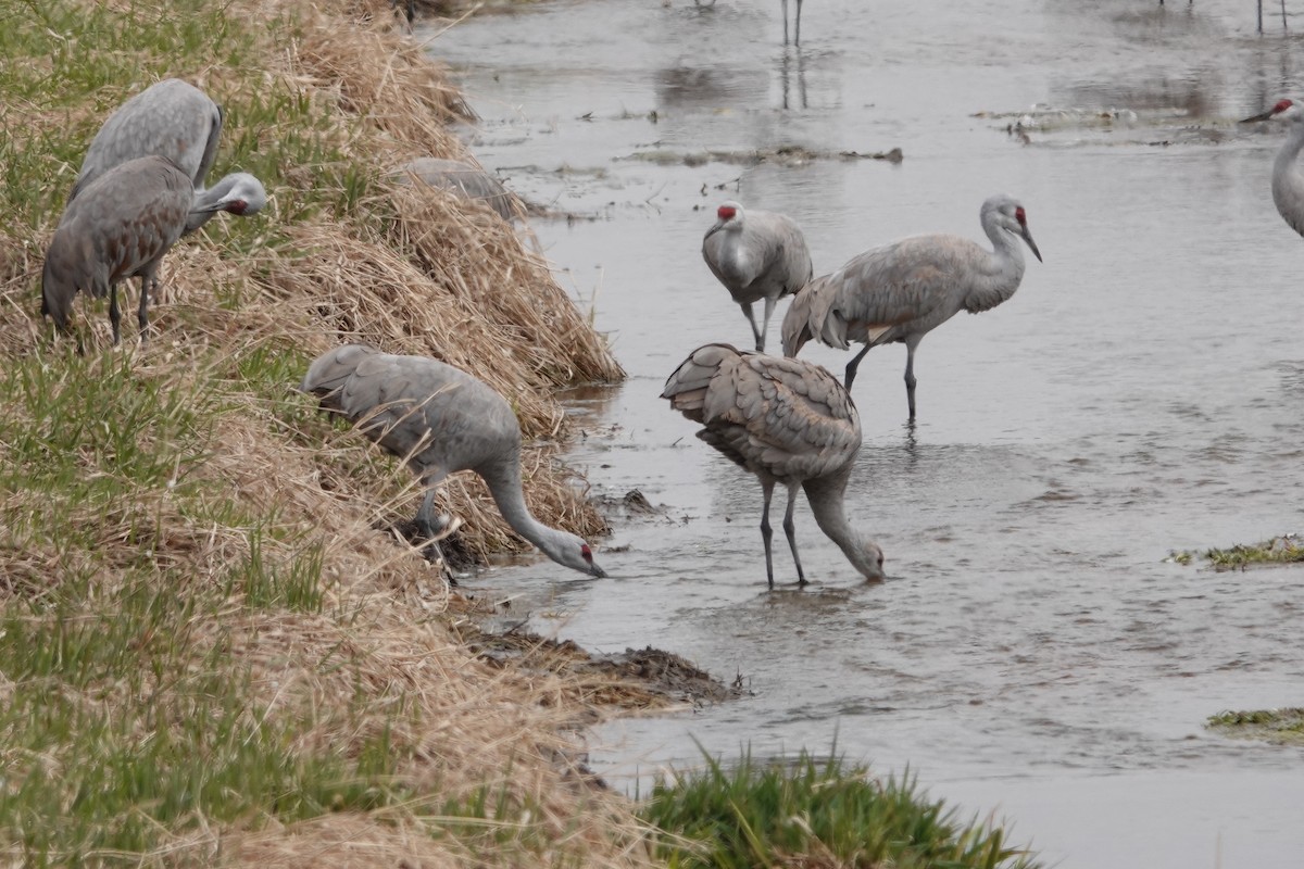 Sandhill Crane - ML616420787