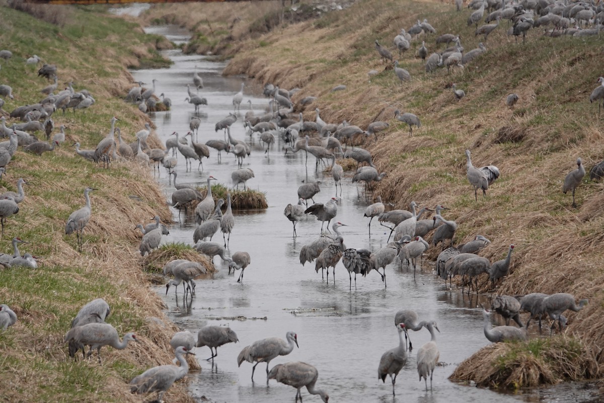 Sandhill Crane - ML616420788