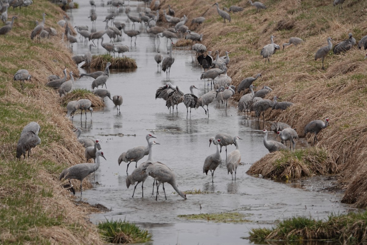 Sandhill Crane - ML616420789