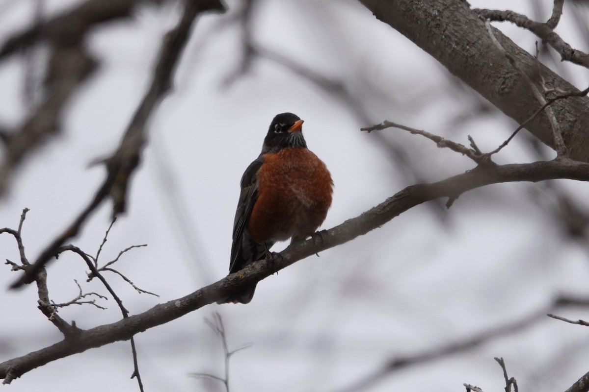 American Robin - ML616420821