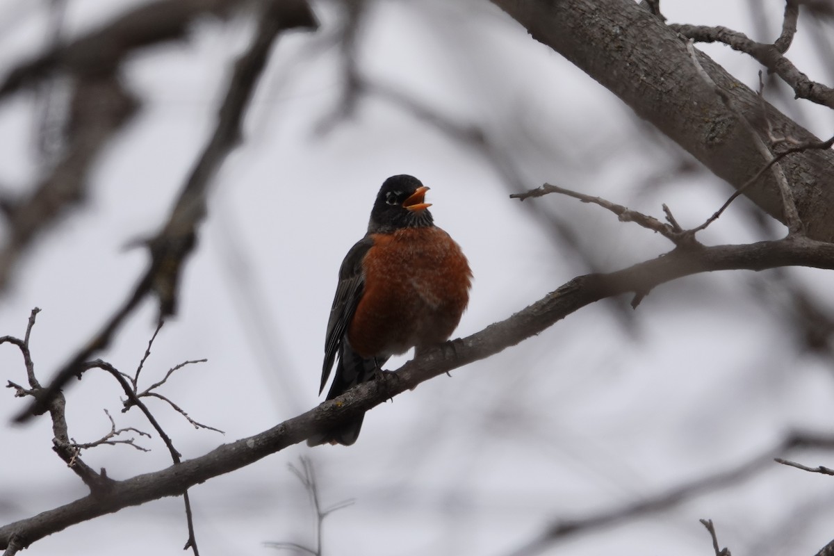 American Robin - ML616420822