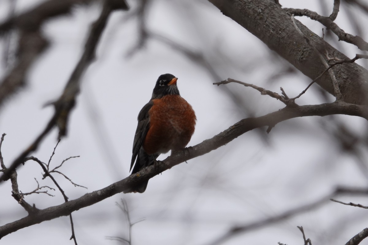 American Robin - ML616420823