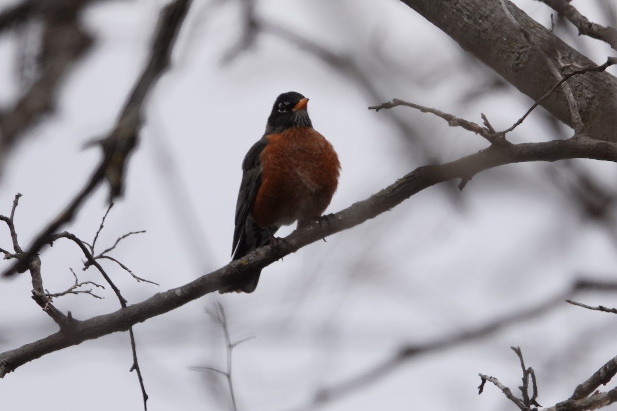 American Robin - ML616420824