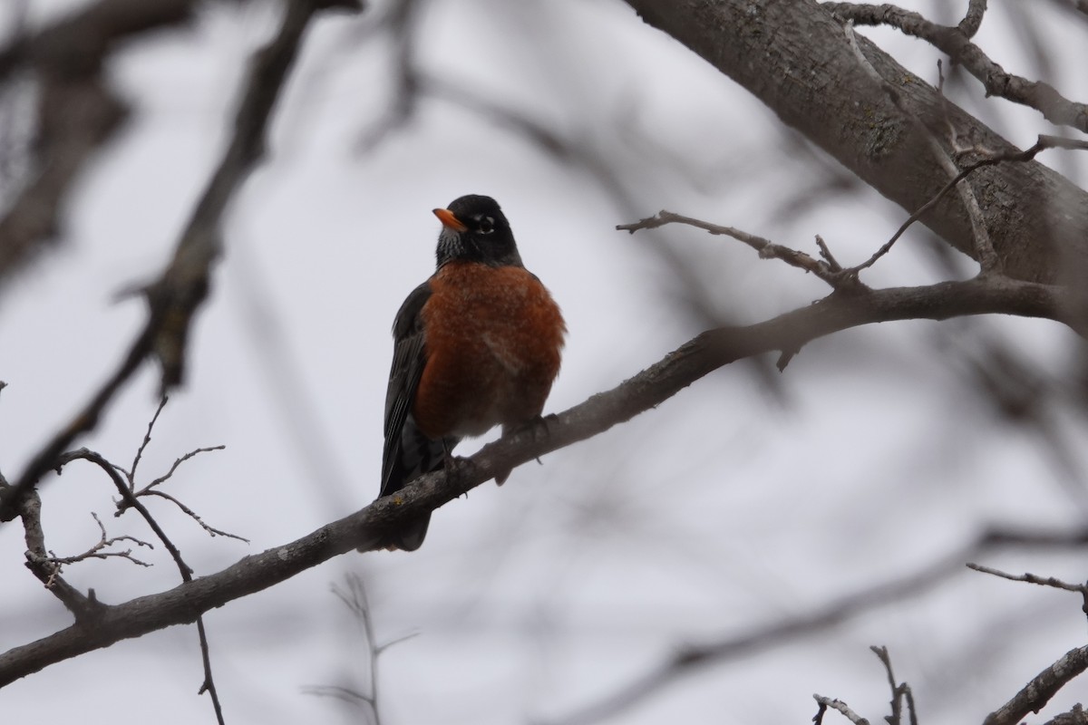 American Robin - ML616420825