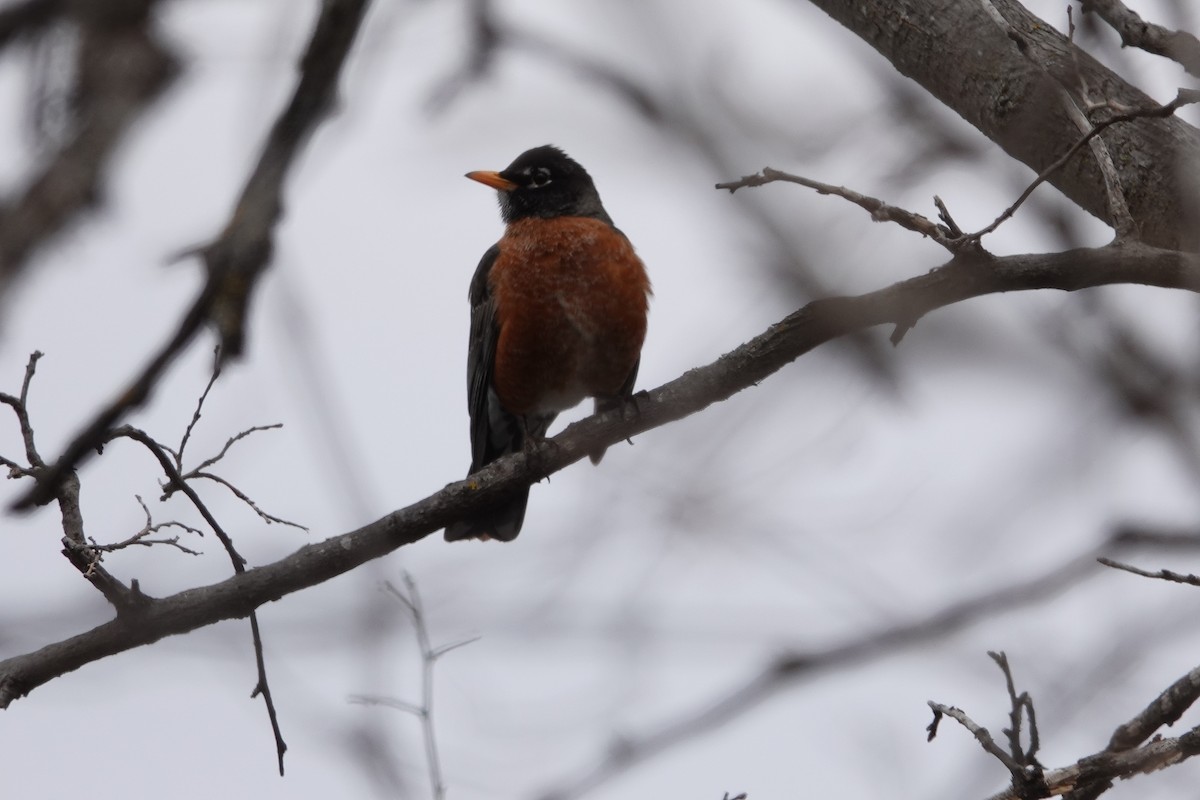 American Robin - ML616420827