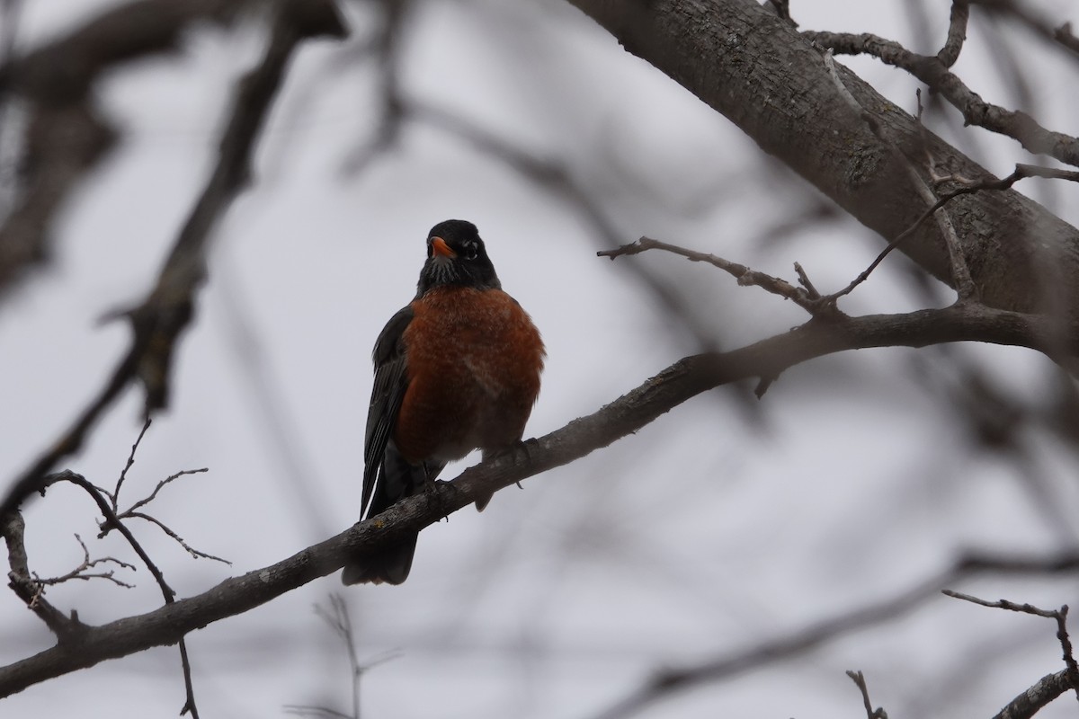 American Robin - ML616420828