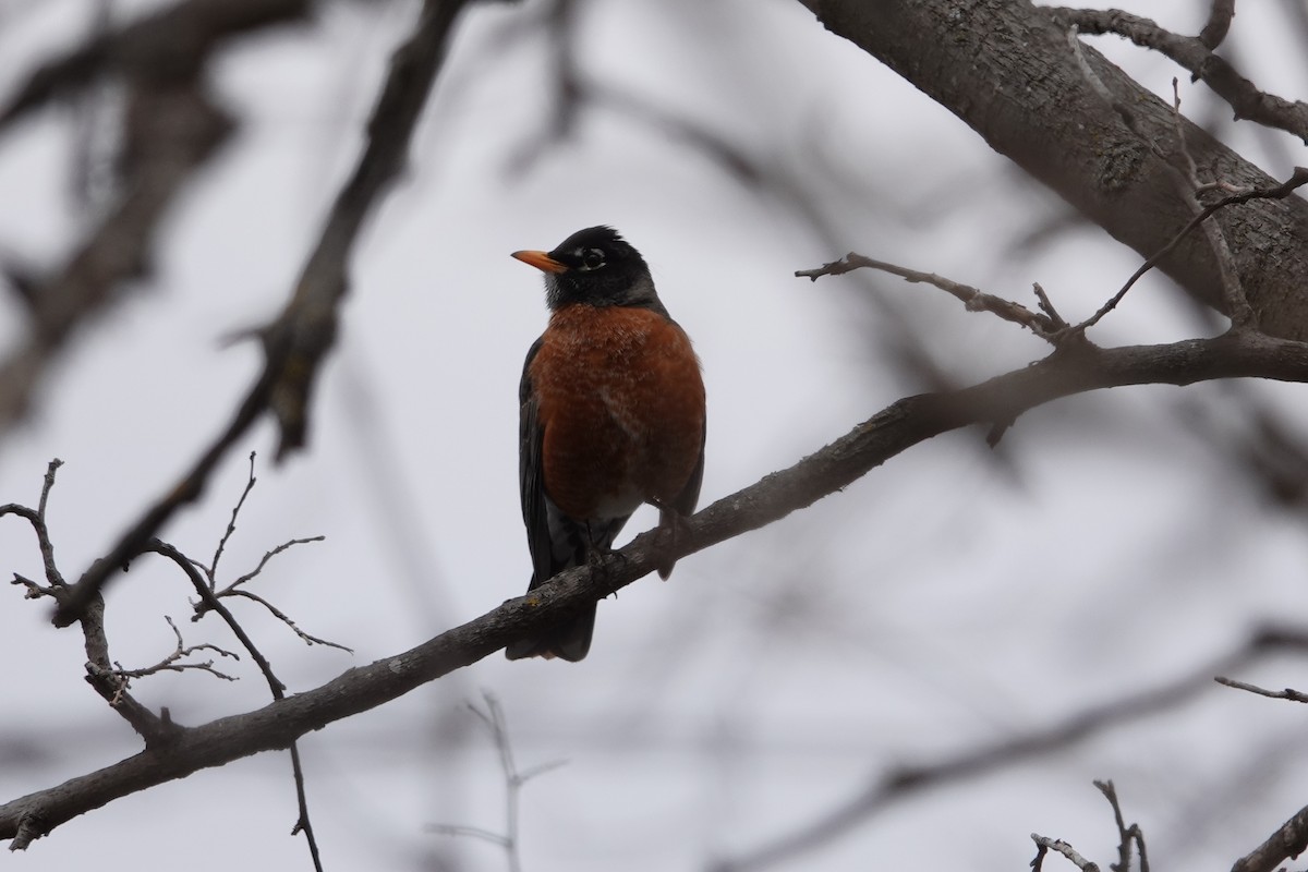 American Robin - ML616420829