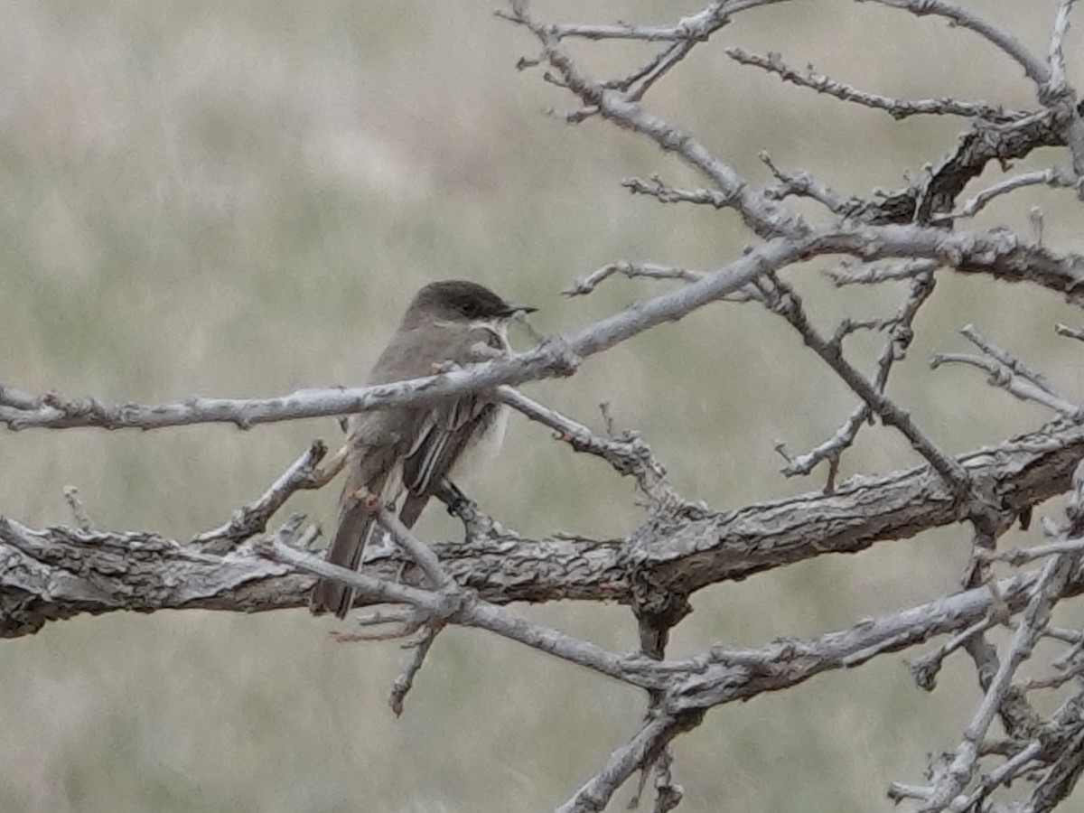 Eastern Phoebe - ML616420885