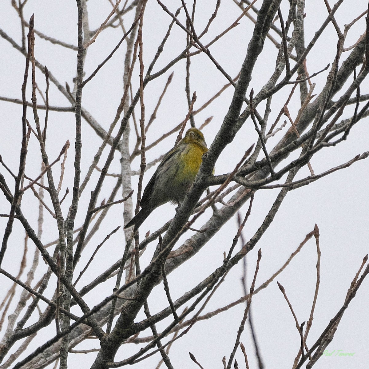 Island Canary - Paul Tavares