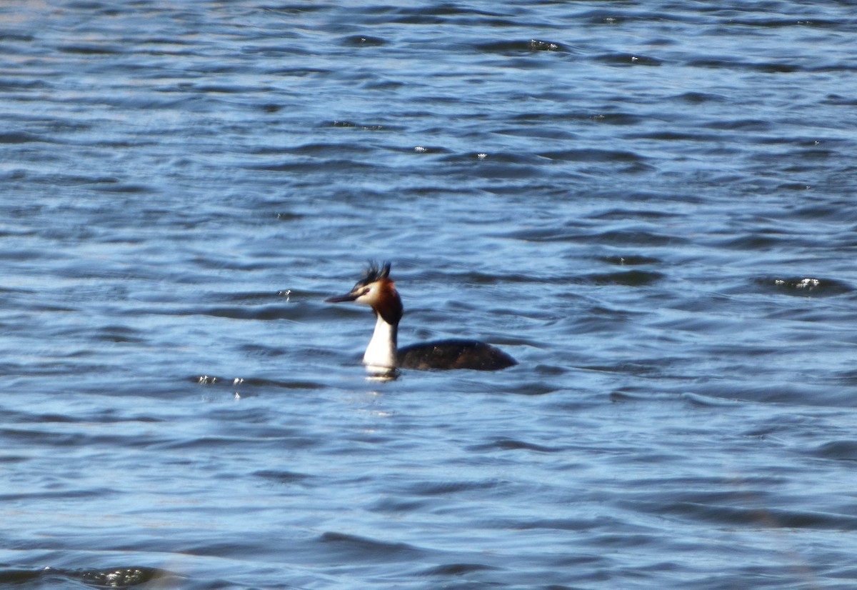 Great Crested Grebe - ML616420934