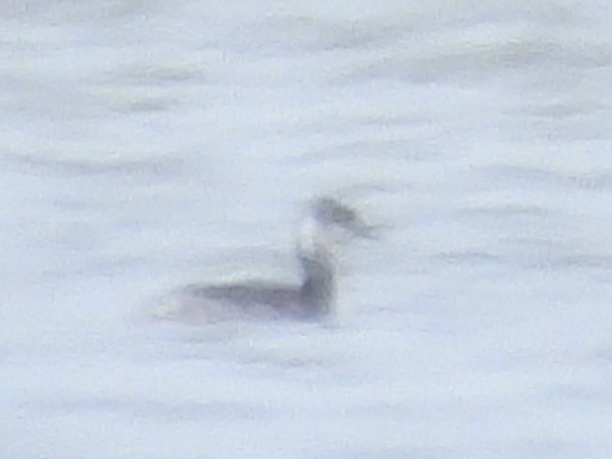 Horned Grebe - John Amoroso