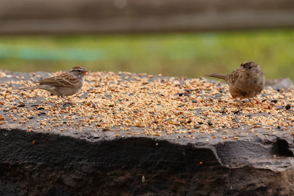 Chipping Sparrow - Barry Langdon-Lassagne