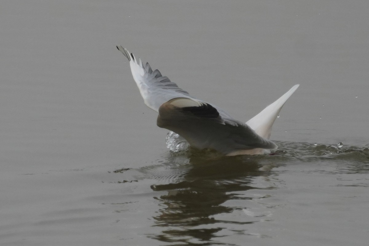 Slender-billed Gull - DIEGO GOMEZ CRISTOBAL