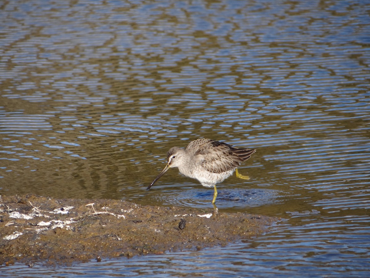 Long-billed Dowitcher - ML616421029