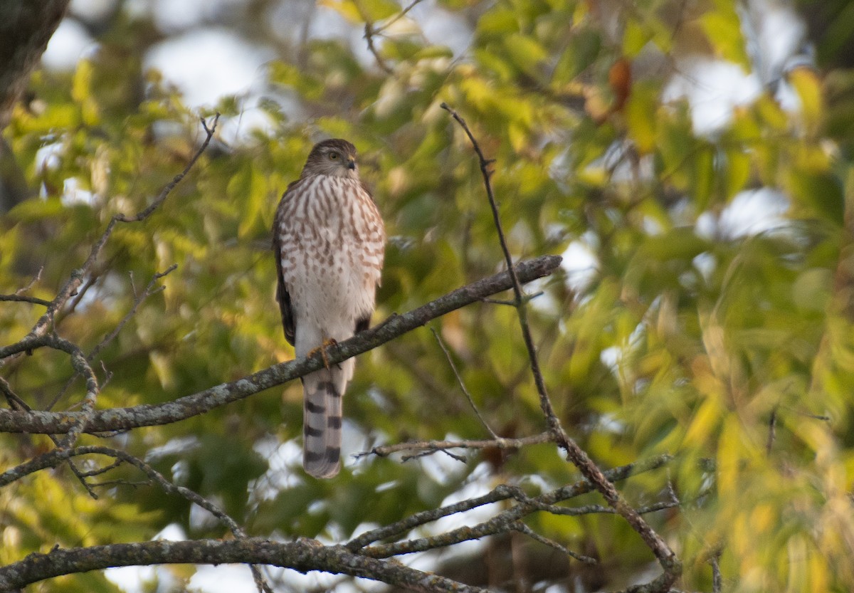 Sharp-shinned Hawk (Northern) - ML616421031